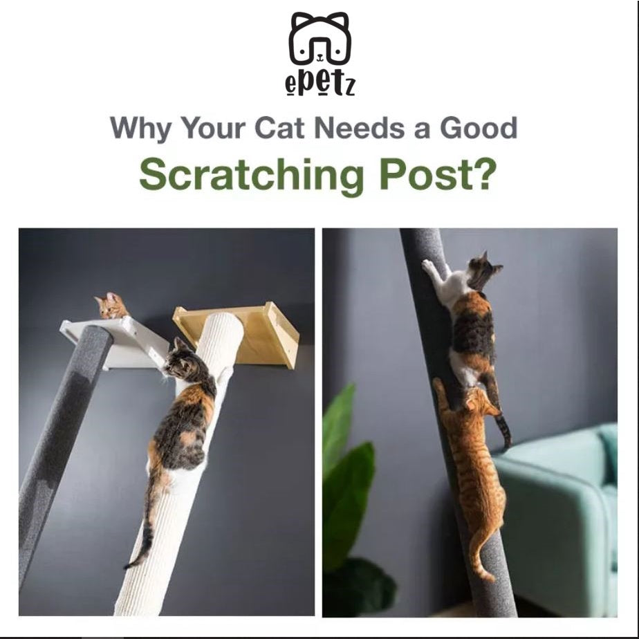 Super Large 150-180cm Height Natural Pine Wood Cat Tree with Cat Hammock Cat Scratching Post